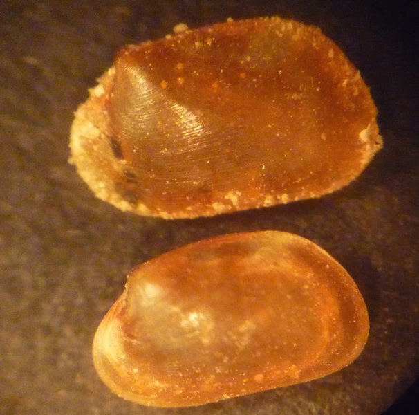 Montacuta ferruginosa?